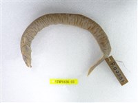 藏品(鱸鰻)的圖片